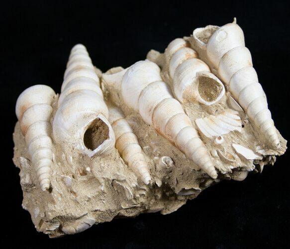 Beautiful Fossil Turritella Cluster - France #10321